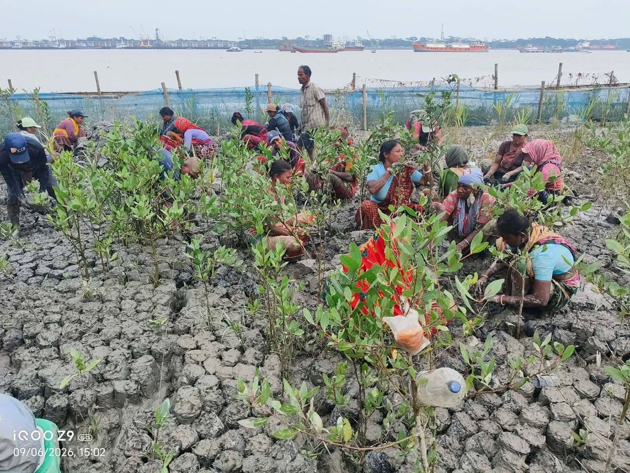 Villagers planting mangrove saplings
